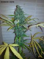 Picture from admin (Afgan Kush x Skunk)