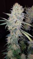 Picture from dimixxon (Mazar Kush)