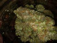 Picture from Thedupee (Northen Light x Bigbud)