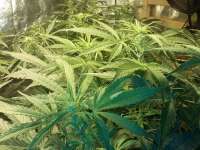 Picture from FarmerWhiskers (Jack the Ripper Autoflowering)