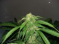 Picture from FarmerWhiskers (Jack the Ripper Autoflowering)