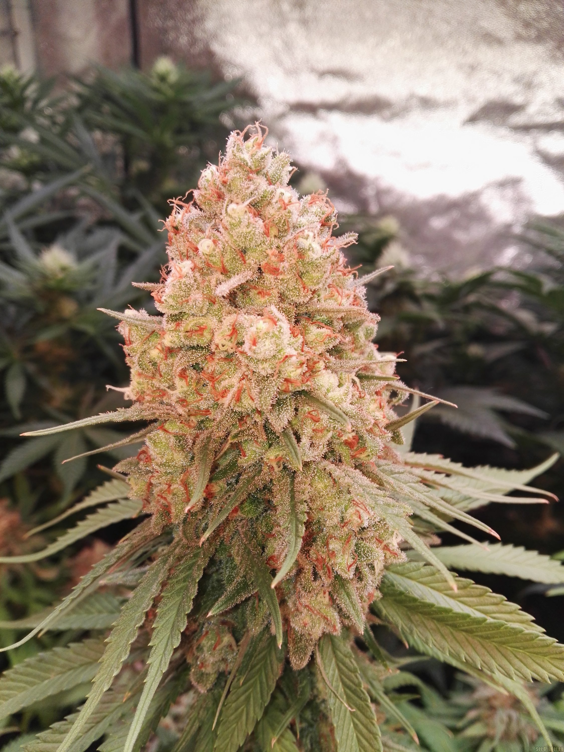 Mail-order Marijuana United kingdom Pick G From Weed On the web United kingdom