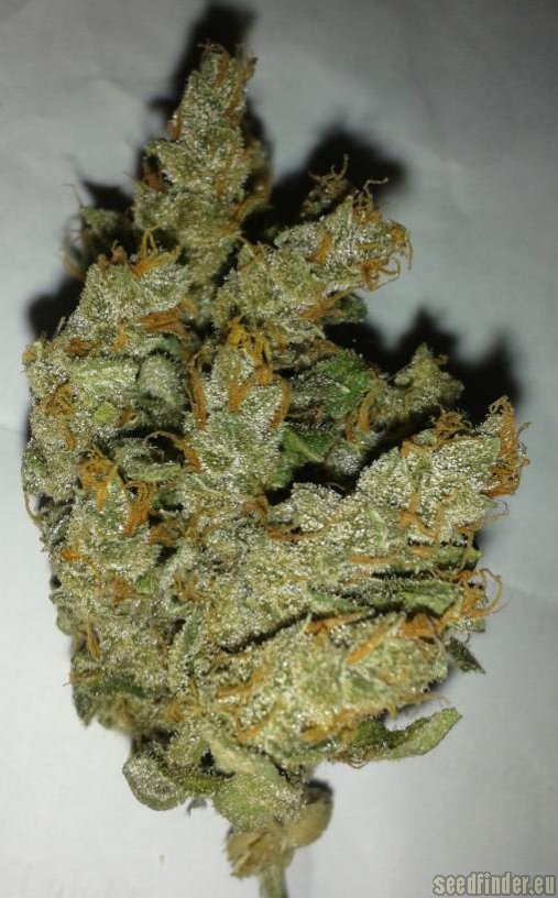 Zamnesia Sour Diesel