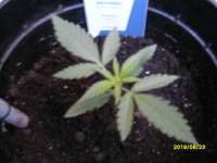 Picture from AK47u (Sticky Beast Automatic)