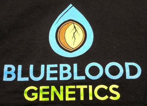 Logo Blue Blood Genetics