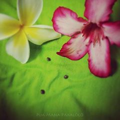 ʻalenuihāhā seeds