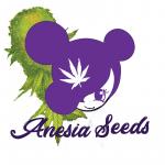 Purple domina seeds