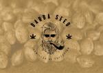 Logo Barba Seeds