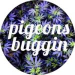 Logo Pigeons Buggin