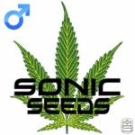 Logo Sonic-Seeds