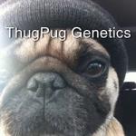 Logo ThugPug Genetics