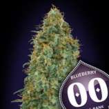 00 Seeds Bank Blueberry