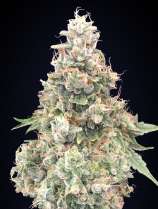 00 Seeds Bank California Kush Fast