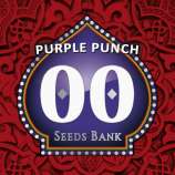 00 Seeds Bank Purple Punch