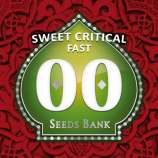00 Seeds Bank Sweet Critical Fast