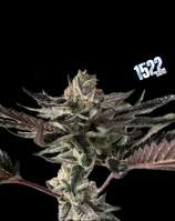 1522 Genetics Tropical Candy Runtz