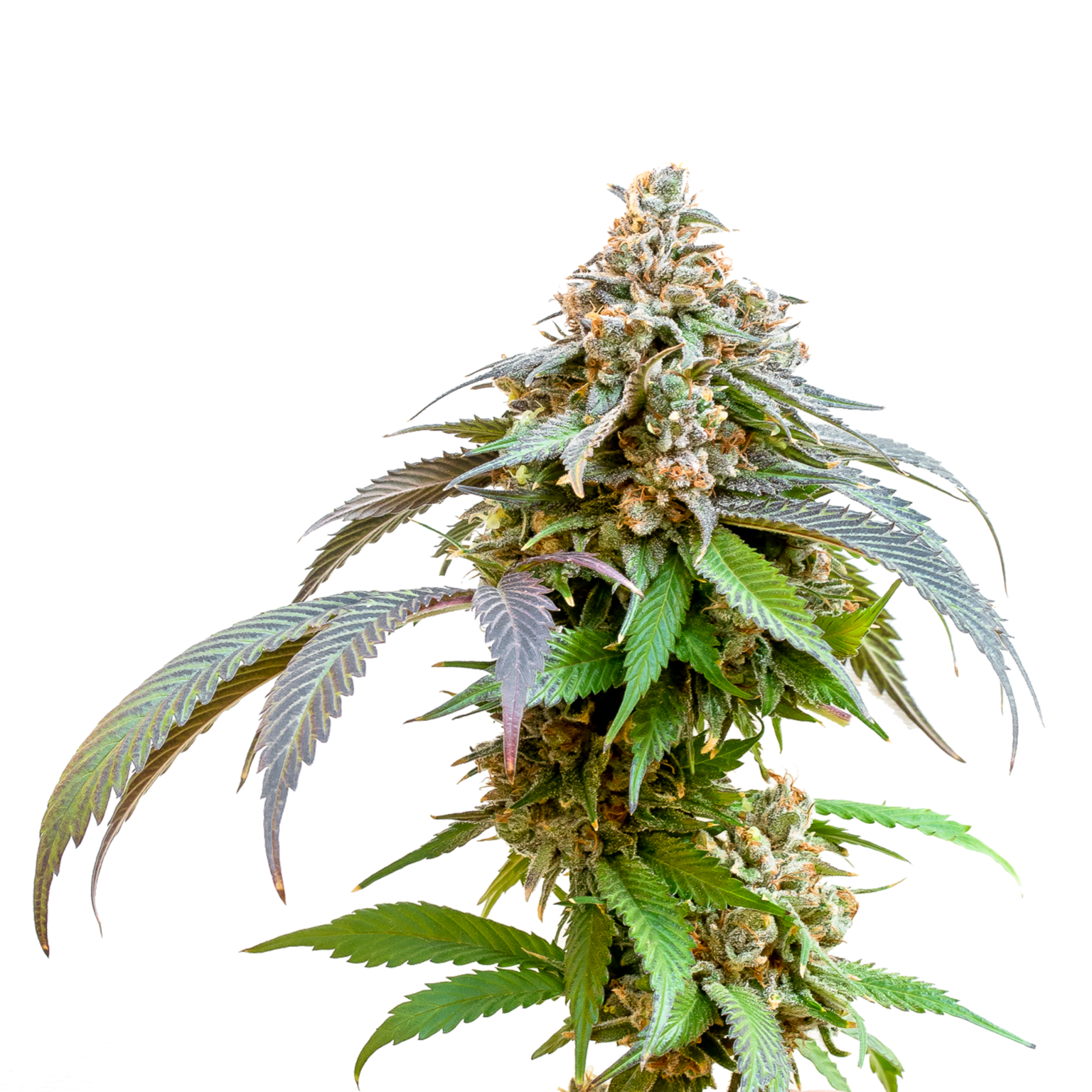 Bubba Kush Strain Information & Review - Homegrown Cannabis Co.