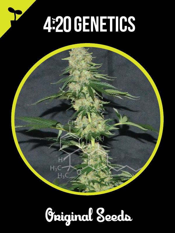 Jack Herer (420 Genetics) :: Cannabis Strain Info