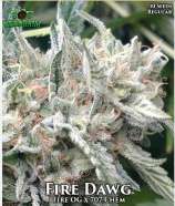 707 Seed Bank Fire Dawg