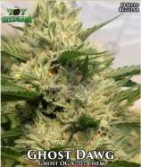 707 Seed Bank Ghost Dawg