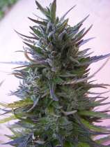 ACE Seeds Nepal Mist