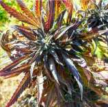 ACE Seeds Purple Dasht