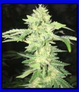 Kandy Krush (AV3 Genetics) :: Cannabis Strain Info