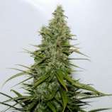 Durban Delight (Abraxas Seeds) :: Cannabis Strain Info