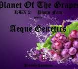 Aeque Genetics Planet of the Grapes RBX2