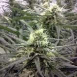 Aficionado Seed Bank Blue Dream