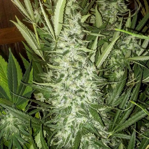 Chem & Kush (Aficionado Seed Bank) :: Cannabis Strain Info