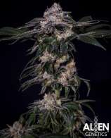 Alien Genetics G-Spot Tornado