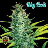 All-in Medicinal Seeds Big Bolt