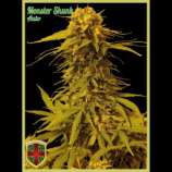 All-in Medicinal Seeds Monster Skunk Auto