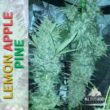 Altitude Genetics Lemon Apple Pine