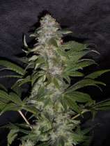 Amadeus Genetics Dragon's Queen