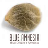 Amsterdam Genetics Blue Amnesia Autoflower