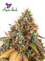 Anesia Seeds Cherry Kiss