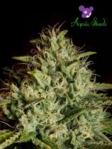 Anesia Seeds White Kush Auto