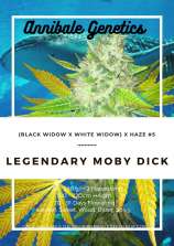 Annibale Genetics Legendary Moby Dick