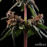 Annibale Genetics Lemon Zkunky