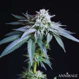 Annibale Genetics Wonderlemon Hashplant