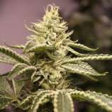 Annunaki Genetics Double Take