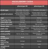 Annunaki Genetics Huckleberry Soda
