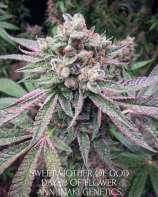 Annunaki Genetics Sweet Mother of God