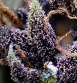 ApeOrigin Purple Urkle