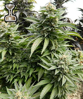 Chemdawg #4 Cannabis Seeds - BSB Genetics - www.bsbgenetics.com
