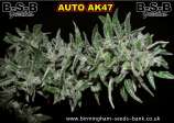 BSB Genetics Auto AK-4T7