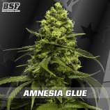 BSF Seeds Amnesia Glue