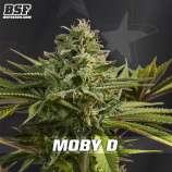 BSF Seeds Moby-D